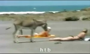 Sehen. ein illegales Huhn muss durch den Zoll. Die Männer zogen sich zurück und beschlossen, die Räder am Ball zu 